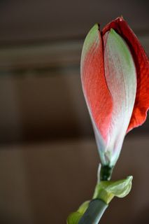 Жила-была Нимфа по имени Амариллис Она пленила всех своей красотой и все мужчины были в нее влюблены.