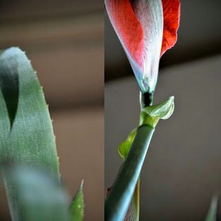 За это Боги превратили ее в прекрасный ядовитый цветок, чтобы никто не смел подойти и прикоснуться к ней.