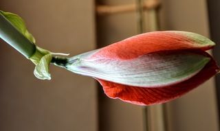 С тех пор все любовались ее красотой издали, цветок был необыкновенно красив, но неприступен.