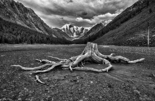 Считается, что озеро Маашей возникло где-то 100 лет назад. Об этом могли бы поведать мертвые лиственницы, некоторые из которых до сих пор не сломлены могучими силами природы и продолжают стоять по краям долины бывшего озера.