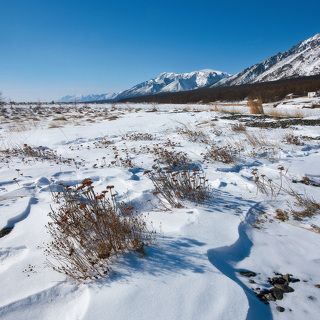 Растительность под снегом на косе бухты Заворотной.