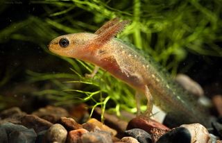 Личинки тритона обыкновенного обитают преимущественно в водоемах со стоячей водой.