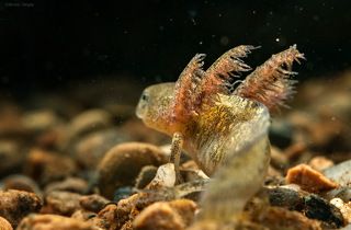 Дышат личинки при помощи жабр, имеющих вид перистых выростов  в задней части головы.