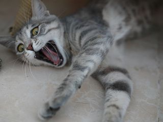 о как я умею песни орать