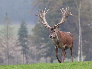 Вышел ёжик из тумана.