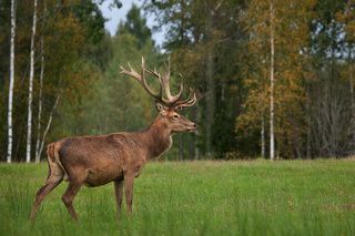 Олень и Осень