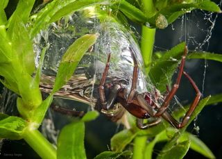Паук-серебрянка (Argyroneta aquatica) удивителен тем, что изобрел настоящий водолазный колокол.