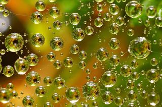 На заднем фоне ягода-Костяника