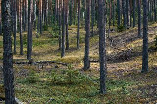 01 Сосновый лес на песчаных дюнах