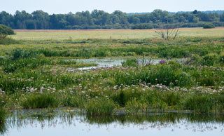 03 Луга в Виноградовской пойме