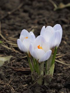 Три богатыря