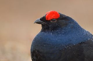 В ненастье.