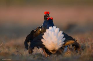 Противостояние.