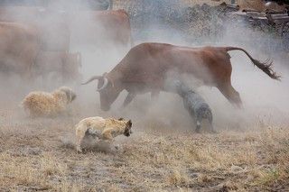 Португалия. Пастушьи собаки за работой