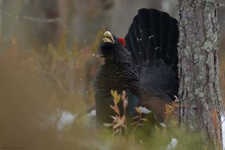 Мошник атакует)