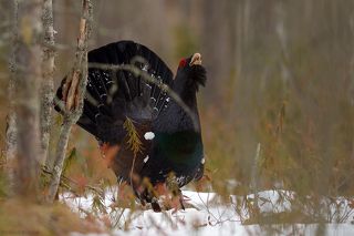 Ох уж эти ветки...