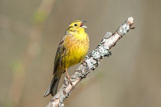 Обыкновенная овсянка