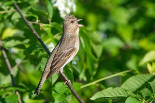 Молодой самец.