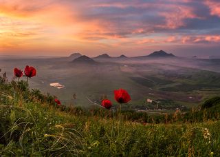 цветут маки.