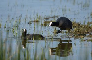 Девушка, разрешите познакомиться...