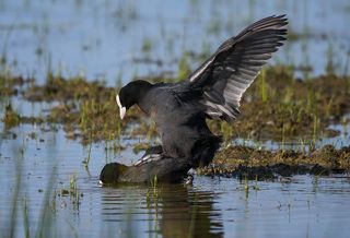 Ну, не хочешь, как хочешь...