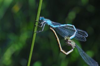 сердечный разговор
