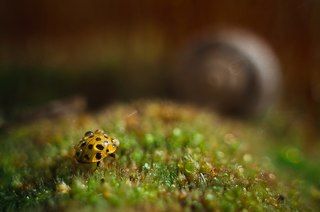 Canon 650D + Helios 44-2 + макрокольца