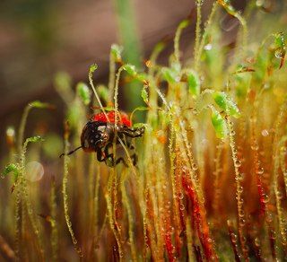 Canon 650D + Helios 44-2 + макрокольца