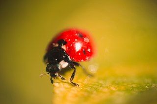 Canon 650D + Helios 44-2 + макрокольца