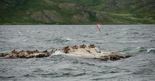 Бакланоносец.
В этот островок на форватере Васильевской переправы славный паром \