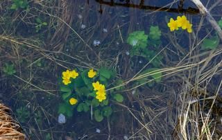 Купальницы утонувшие