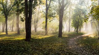 Ноябрьский туман