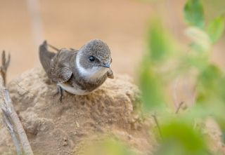 Любопытный взгляд