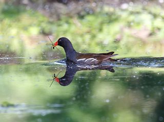 Камышница с добычей