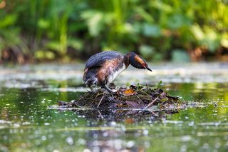 Красношейная поганка на гнезде
