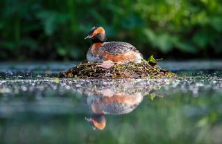 Гнездо красношейной поганки