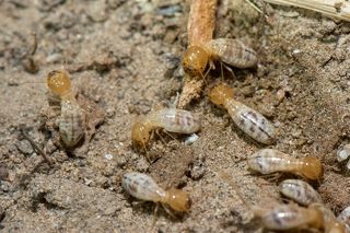 Внутри гнезда всю свою жизнь живет царица, которая достигает гигантских размеров в несколько сантиметров, лишена крыльев и способности перемещаться. Живет она несколько лет. 
Весь термитник обслуживают ее потомки, которые имеют строгую кастовую структуру. Среди них есть солдаты, вооруженные большой головой и мощными челюстями – они защищают термитник и рабочих особей от хищников. Рабочие же особи чаще всего слепые со слабыми челюстями – они приносят в гнездо стройматериалы и пищу, ухаживают за яйцами и даже выращивают грибы.