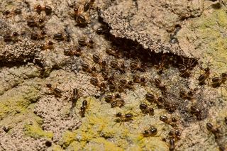 Их движение строго регулируется и больше похоже на автомобильные магистрали. 
Во влажный сезон в жизни термитов происходит крайне важное событие – брачный лет.