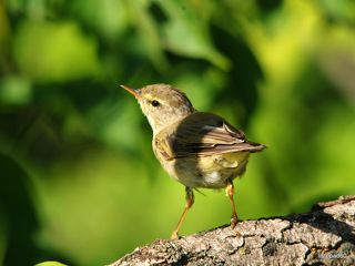 Пеночка - весничка (молодая птица)
