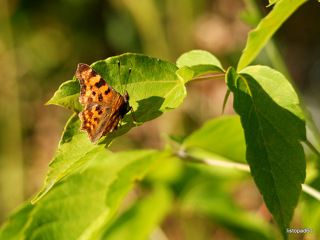 Углокрыльница