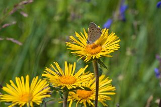 01 Как кайфово сидеть на летнем солнце!...