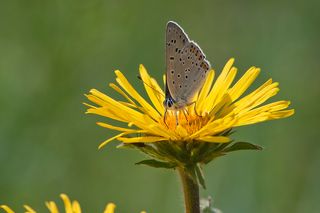 02 Кто это к нам пожаловал?...