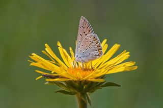 03 Фи, опять фотограф...