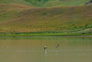 Огромная стая отаек (огирей) на Тузколе, под сотню особей. Никогда такого скопление раньше не видел.