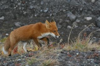 -Думу думаю ,думу хищную