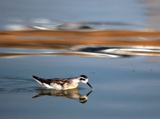 круглоносый плавунчик