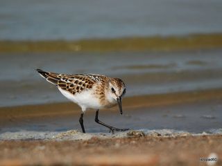 кулик - воробей