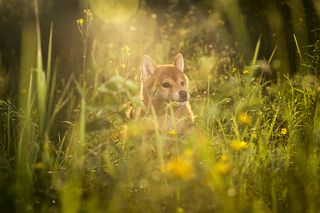 Привет! Я - щенок сиба-ину.