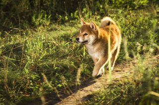 Сегодня я иду искать тебя, мой будущий хозяин!