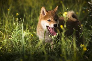 Буду искать тебя в высокой траве...